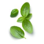 ALBAHACA X KG