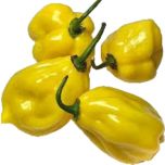 AJI DULCE ROSITA X KG