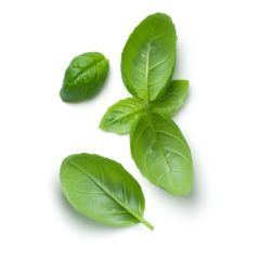 ALBAHACA X KG