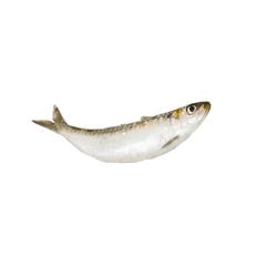 SARDINA ENTERA IQF UND